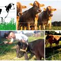 Überprüfung der besten Modelle von elektrischen Hirten für Kühe und Installation, Anleitung