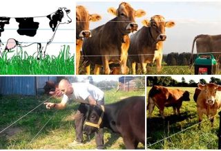 Examen des meilleurs modèles de bergers électriques pour vaches et comment les installer, instructions