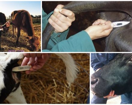 Indikatoren für Temperatur, Puls und Atemfrequenz von Rindern sind normal, TPD-Grafik