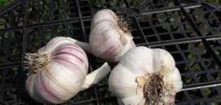 Description of the Kharkov purple garlic variety, features of cultivation and care