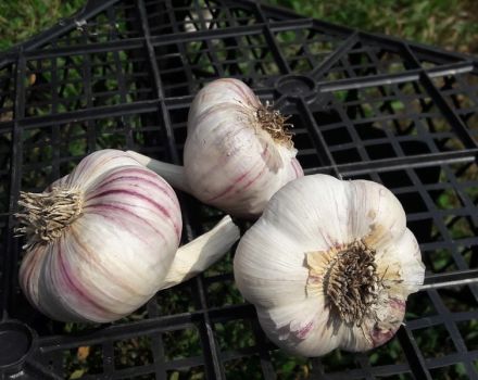 Description de la variété d'ail violet de Kharkov, caractéristiques de culture et d'entretien