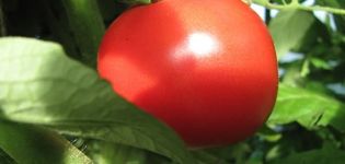 Description de la variété de tomate Udachny et de ses caractéristiques