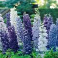 Comment préparer un delphinium pour l'hiver, quand et si tailler, comment couvrir et conserver