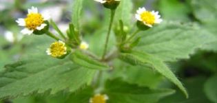 Wie man mit einem Unkraut namens Amerikaner umgeht, die besten Wege und Maßnahmen zur Vorbeugung