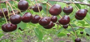Description and characteristics of the Brunetka cherry variety, cultivation features and history