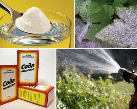 Wie Trauben mit Backpulver für Krankheiten und zur Vorbeugung zu behandeln, Proportionen