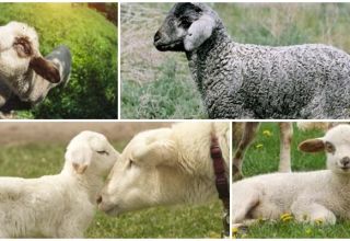 How to treat and why diarrhea occurs in lambs, what to do and what can be given