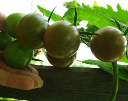 Caractéristiques et description de la variété de tomate Dikovinka, son rendement