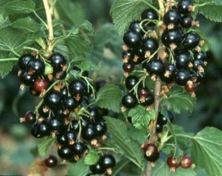 Description des variétés de cassis Dar Smolyaninova, caractéristiques de plantation et d'entretien