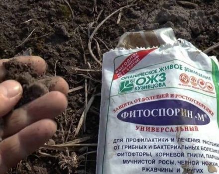 Anleitung zur Verwendung des Düngers Fitosporin im Garten