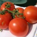 Description de la variété de tomate North Blush et de ses caractéristiques