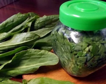 Die besten Rezepte für die Ernte von Sauerampfer für den Winter zu Hause in Banken