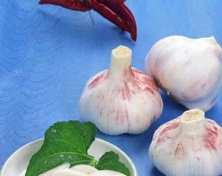 Beschreibung der zuverlässigen Knoblauchsorte, Merkmale des Anbaus und der Pflege