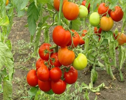 Description of the tomato variety Klepa, features of cultivation and care