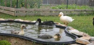 Comment faire une piscine pour les canards à la maison de vos propres mains, des dessins