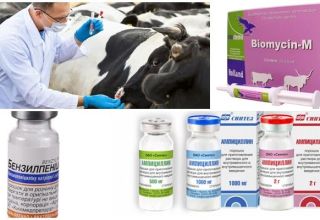 Anzeichen und Diagnose von Clostridiose bei Rindern, Behandlung und Prävention