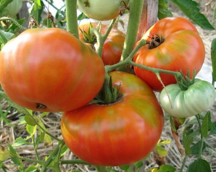 Beschreibung der Tomatensorte Euer Ehren, Merkmale des Anbaus und der Pflege