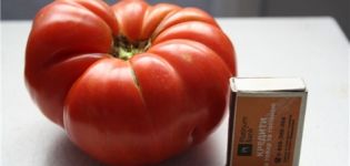Produktivität und Beschreibung der Tomatensorte Angela Gigant