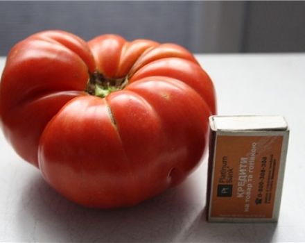 Productivité et description de la variété de tomate Angela Gigant