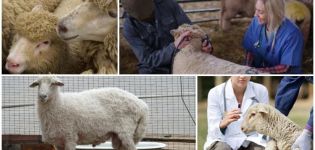 Maladies infectieuses et non infectieuses des ovins et leurs symptômes, traitement et prévention