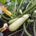 Est-il possible de planter des courgettes en pleine terre en août et juillet?