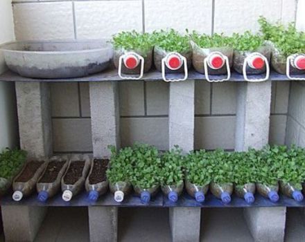 Cultiver des concombres sur le balcon dans des bouteilles en plastique