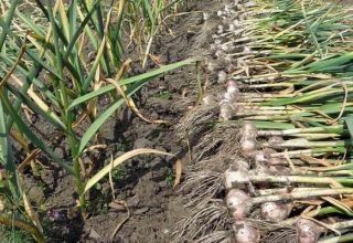 Quand est-ce mieux et comment récolter correctement l'ail en 2020 et les 7 meilleures méthodes de stockage