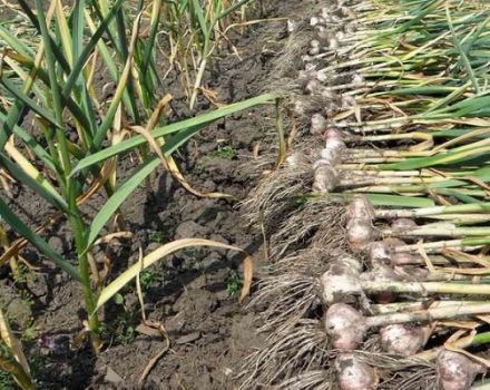 Quand est-ce mieux et comment récolter correctement l'ail en 2020 et les 7 meilleures méthodes de stockage