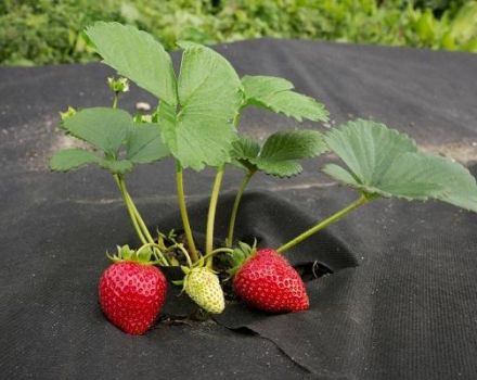 Types of covering fabrics and materials for strawberries from weeds