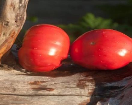 Beschreibung der Tomatensorte Hübsches Fleisch und seine Eigenschaften