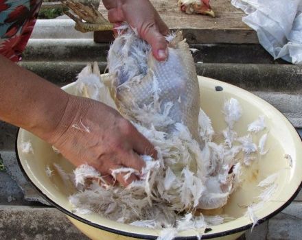 Comment cueillir correctement un canard à la maison, 7 moyens rapides et faciles