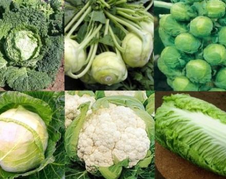 What are the varieties of cabbage with names and descriptions