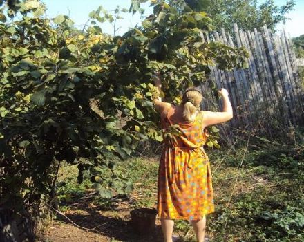 Planter, cultiver et entretenir le noisetier dans l'Oural