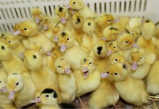 Quand et à quel âge les canetons peuvent-ils être relâchés à l'extérieur et autorisés à nager