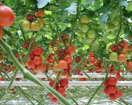 Eigenschaften und Beschreibung der Tomatensorte Red Arrow