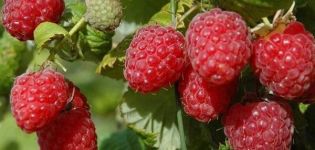 Description de la variété de framboise remontante Bryanskoe Divo, culture et entretien