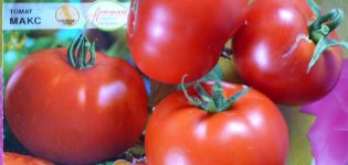 Eigenschaften und Beschreibung der Max-Tomatensorte, deren Ertrag