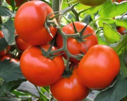 Description de la variété de tomate Fletcher F1 et de ses caractéristiques