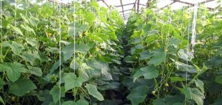 Technologie und Geheimnisse des Anbaus und der Pflege von Gurken in einem Gewächshaus aus Polycarbonat