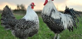 Description and characteristics of Breckel chickens, conditions of detention