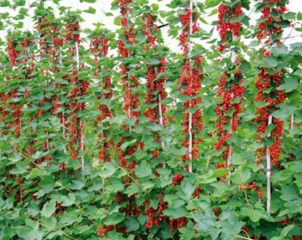 Comment faire pousser des raisins de Corinthe sur un tronc de vos propres mains, étape par étape, plantation et entretien,