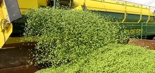 Quand récolter les pois pour le grain et comment le faire correctement