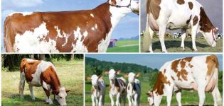 Description et caractéristiques des vaches Montbeliard, leur contenu