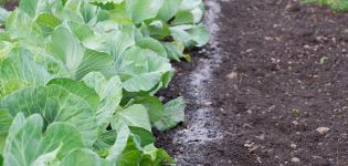 Comment nourrir le chou et traiter les parasites avec des cendres