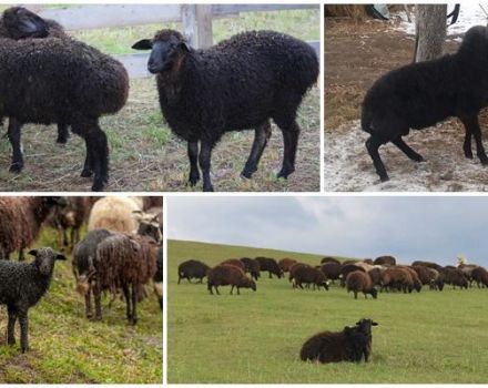 Description et caractéristiques des moutons de la race Karachai, règles d'entretien