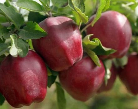 Description de la variété de pomme Starkrimson, caractéristiques des espèces et répartition dans les régions