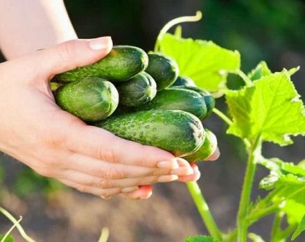 TOP 8 façons d'éliminer efficacement l'amertume des concombres avant le marinage