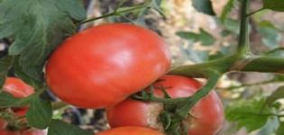 Beschreibung der Pandarosa-Tomatensorte, Merkmale des Anbaus und der Pflege