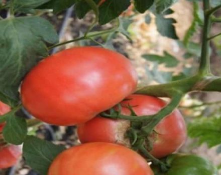Beschreibung der Pandarosa-Tomatensorte, Merkmale des Anbaus und der Pflege