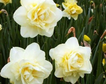 Description et caractéristiques de la variété Obdam narcissus, règles de plantation et d'entretien